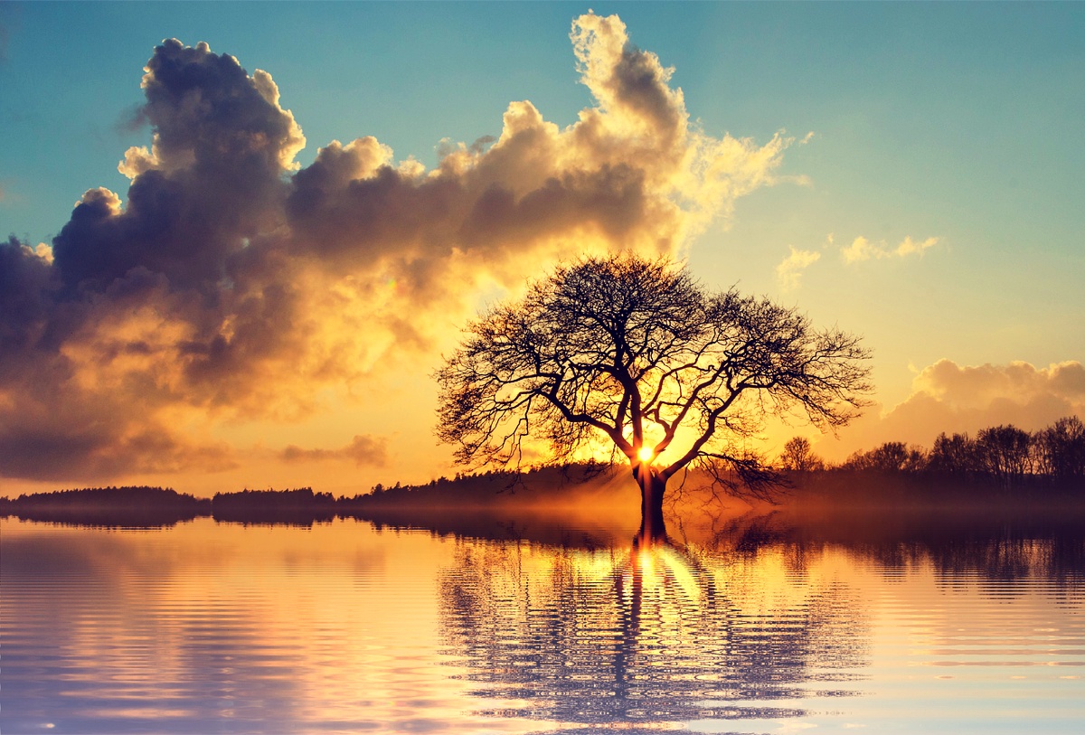 tree-2458047_1280