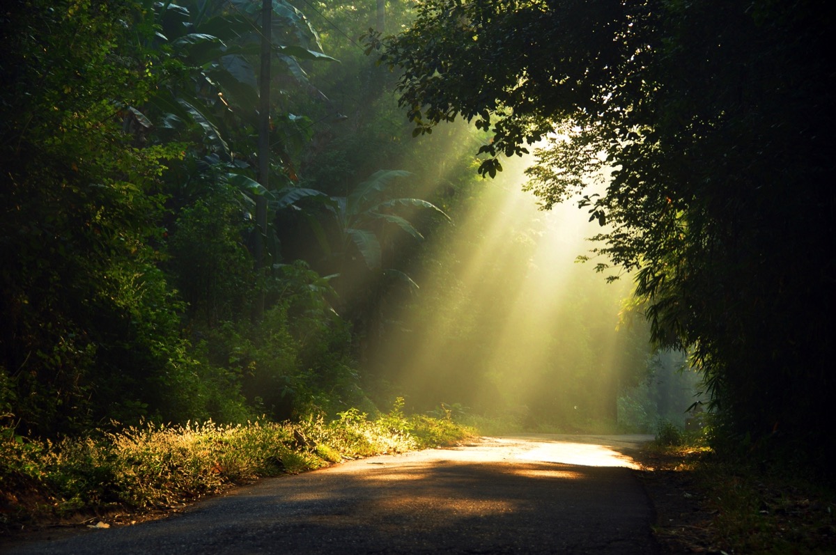 freepik-through-the-trees