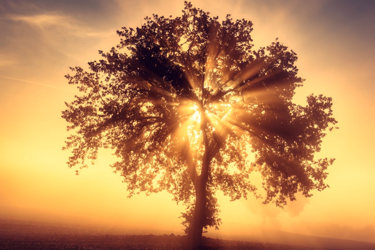 freepik-single-olive-tree-in-the-beautiful